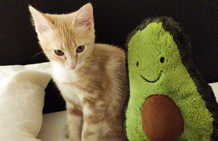 Peach the cream tabby kitten next to a plush stuffed avocado toy
