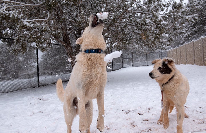 Aspen the dog catches a snowball in the air while Ada the dog watches