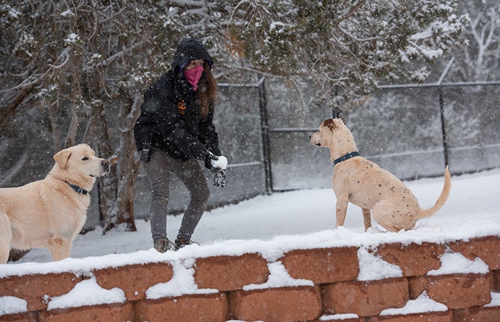 Person outside in the snow between two dogs about ready to throw a snowball