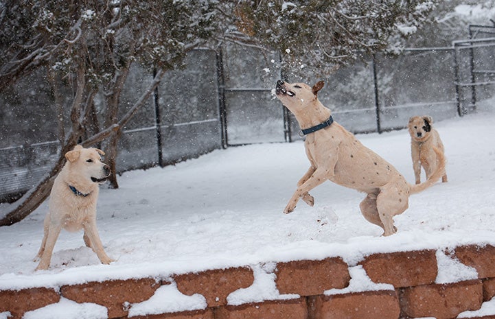 Three dogs playing in the snow with one jumping up to catch a snowball in the air