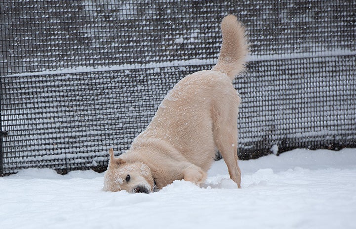 Aspen the dog with head down in the snow while hind legs standing