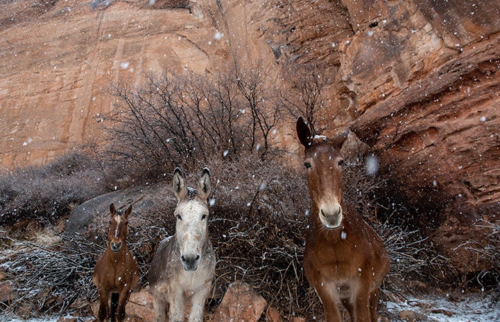 Speedy the donkey in between two horses while it's snowing and a red cliff behind them