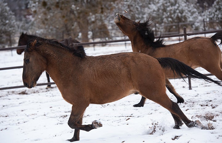 Horses running in the snow with one of the horse's head up in the air