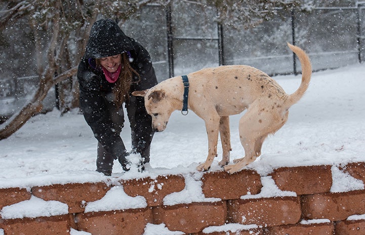 Nimbus the dog standing on a paver wall in the snow with a person making a snowball