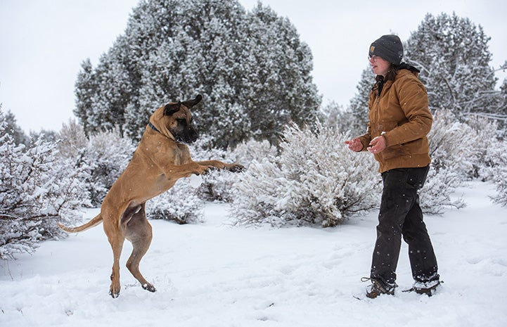 Person throwing a snowball to Knotts the dog who misses catching it