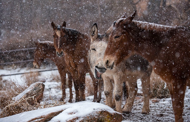Speedy the donkey outside in the snow standing with horses