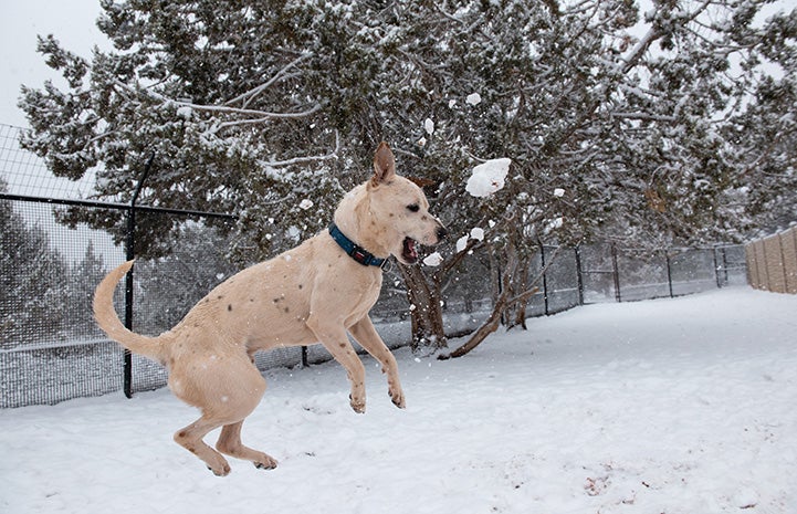 Nimbus the dog jumping up to catch a thrown snowball