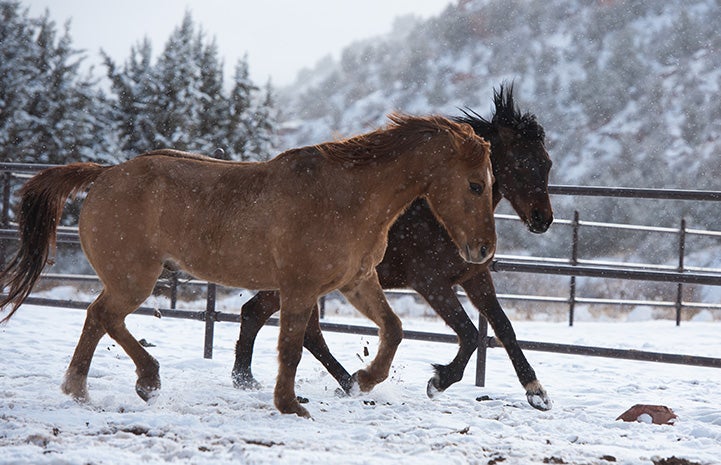 Two horses, Peanut and Chili, running together in the snow