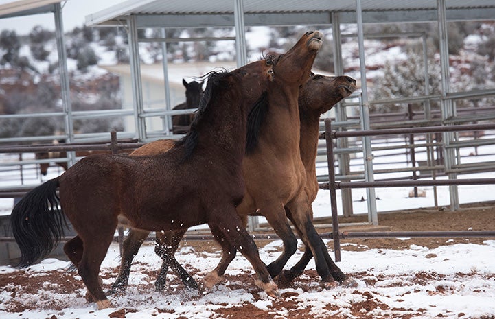 Sage, Lumpy and Comet the horses all running together in the snow