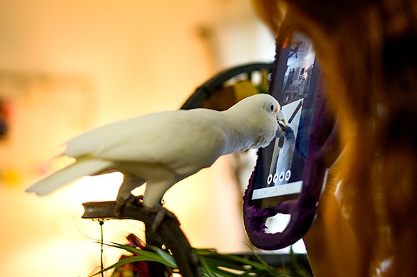 Ellie the baby Goffin’s cockatoo parrot on a video call on a tablet, reaching out with her beak
