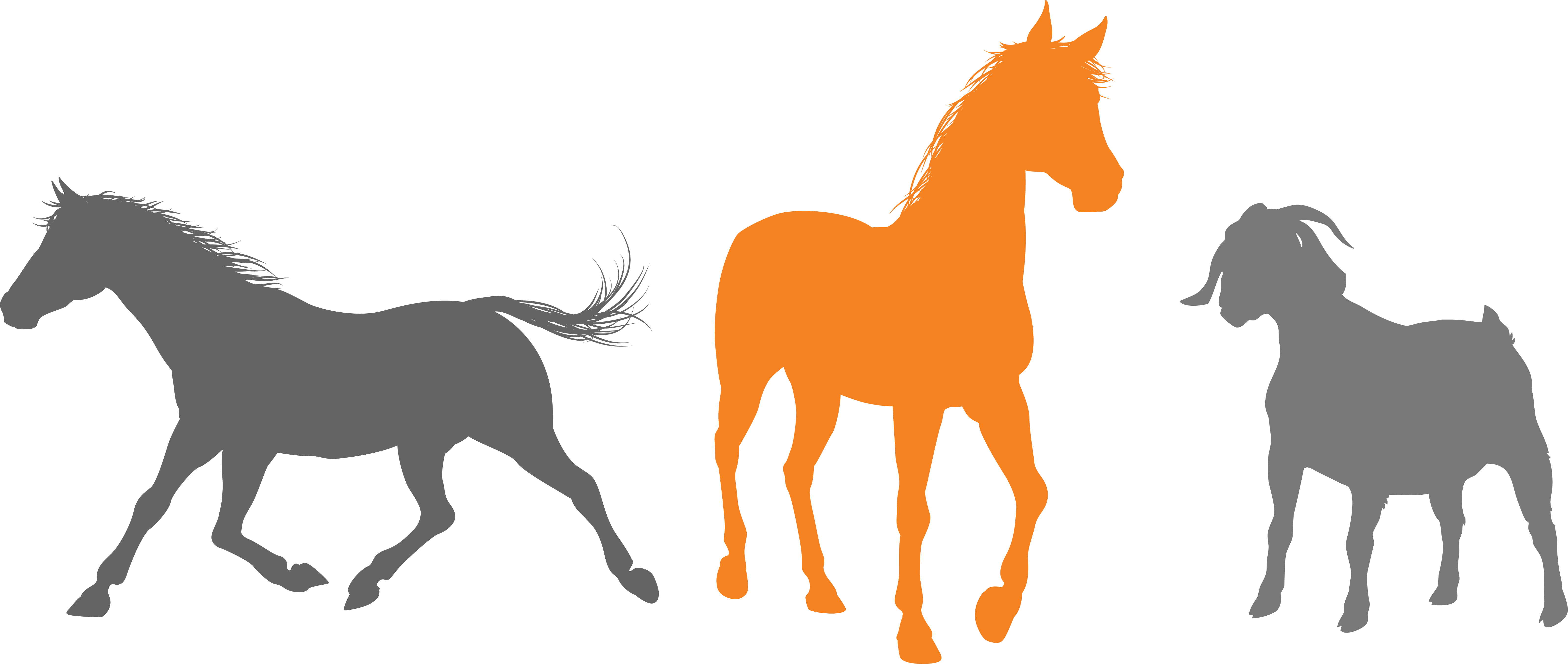 Silhouette of two horses and a goat