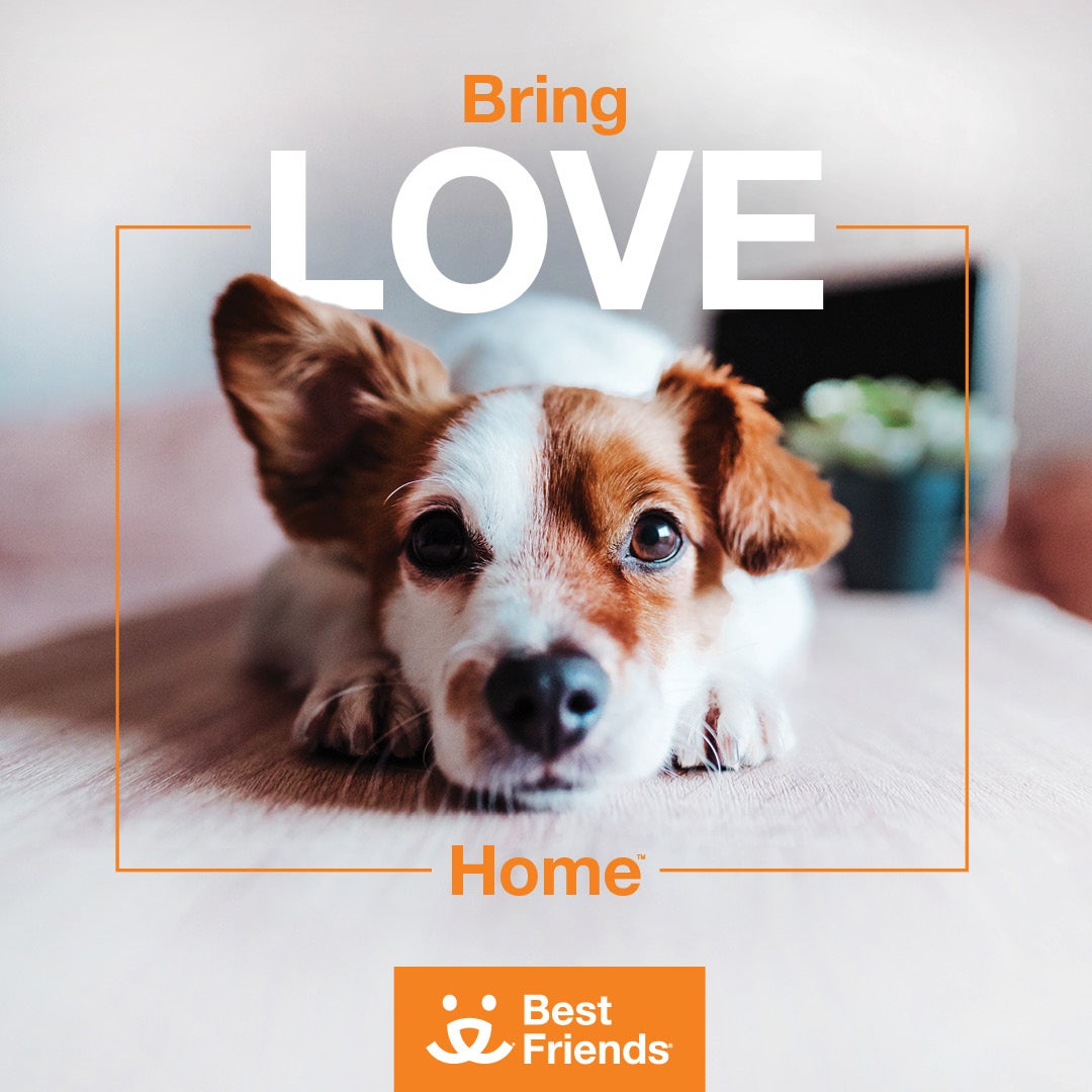 Bring Love Home Best Friends promotion with a dog