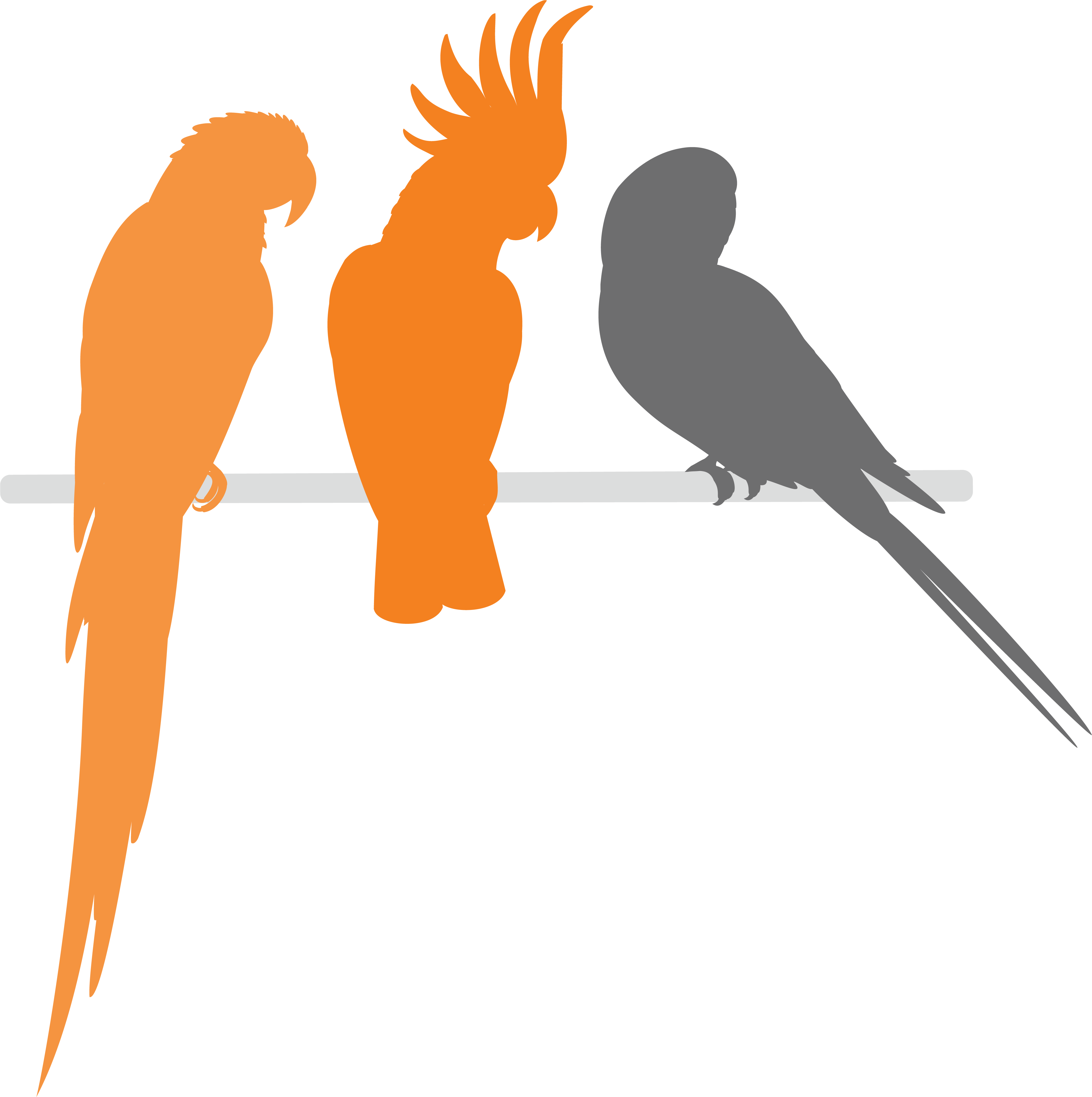 3 parrots on branch graphic