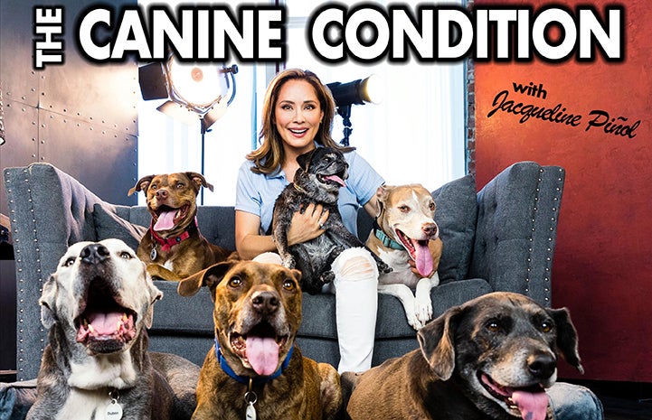 Jacqueline Piñol sitting on a loveseat by six dogs with the words, The Canine Connection with Jacqueline Piñol
