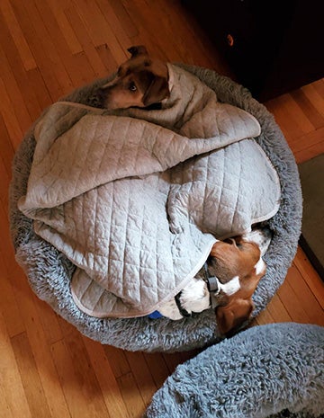 Fenway and Stax the dogs sleeping on a dog bed together