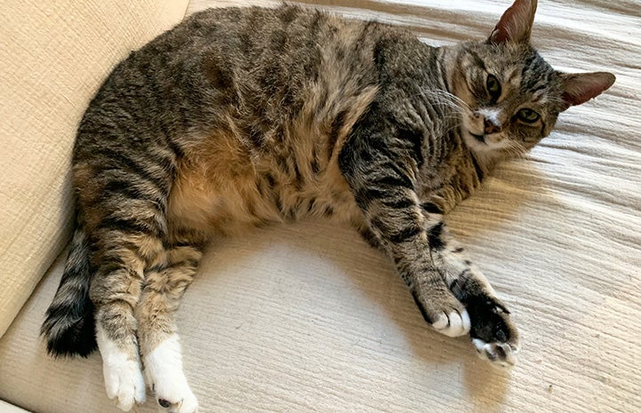 Tabby cat, Mayflower, lying on his side