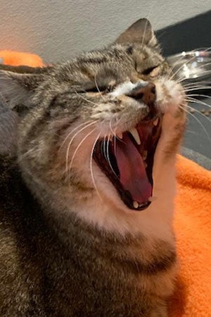Mayflower the cat yawning by his food bowl