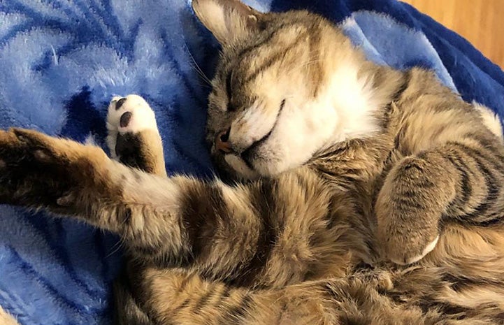 Mayflower the cat sleeping on a blue blanket