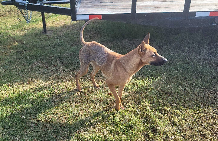 A very skinny Mila the dog outside next to a trailer