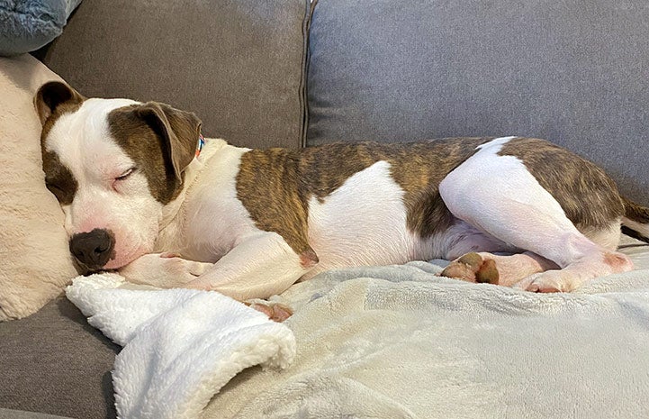 Pilsner the dog sleeping on a couch