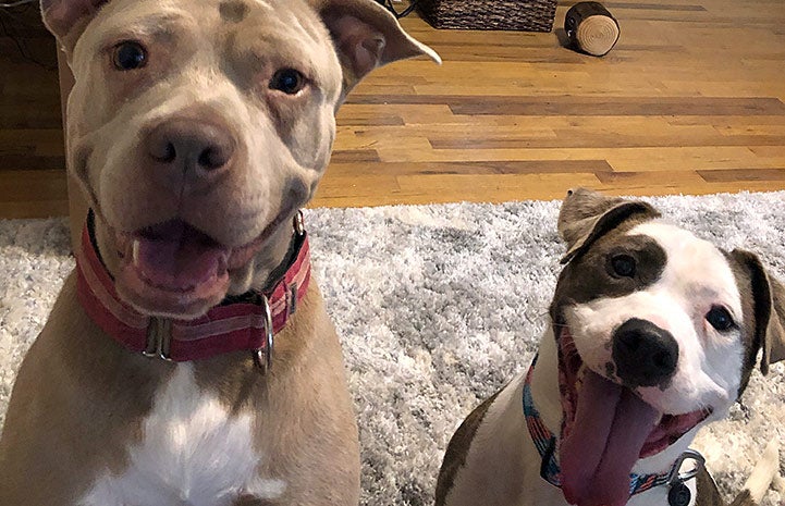 Pilsner on a rug next to another dog