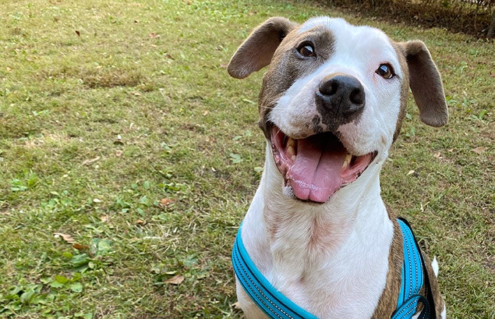 Pilsner the dog wearing a harness, outside on the grass