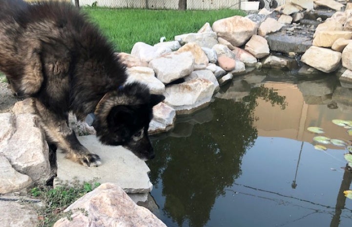 Sasha the dog and the koi pond