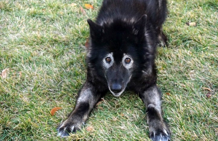 Sasha the dog doing a play bow