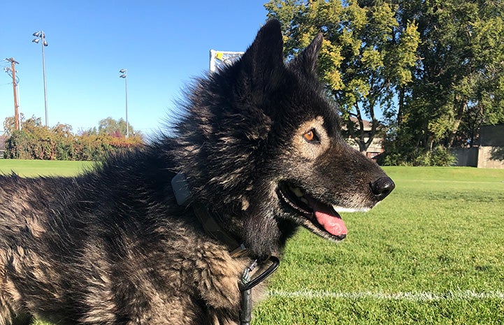 Profile of Sasha the dog at a soccer field