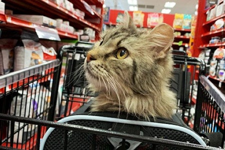 Squash the cat in a carrier in a cart at a store on a shopping trip