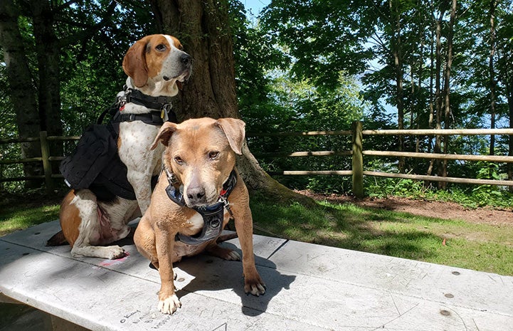 Stax and Fenway the dogs on a table in a park