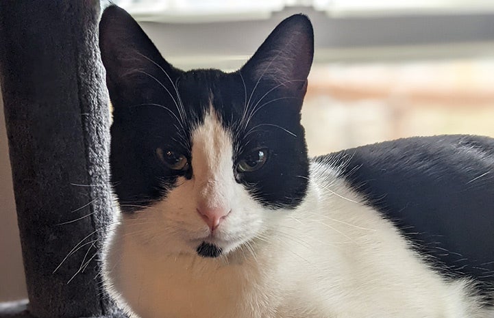 A close-up of the face of Nino the black and white cat