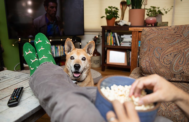 Person sitting on a couch with feet up and a bowl of popcorn while a dog looks at him or her