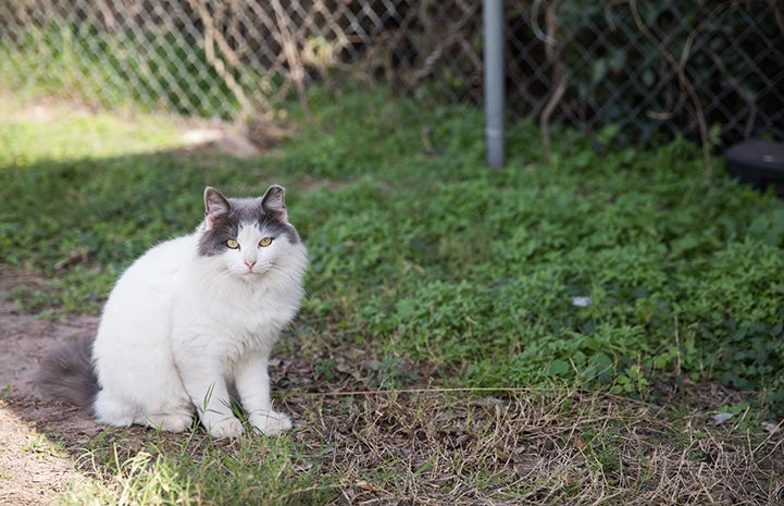 Ear-tipped white and gray community cat on some grass in front of a chain-link fence