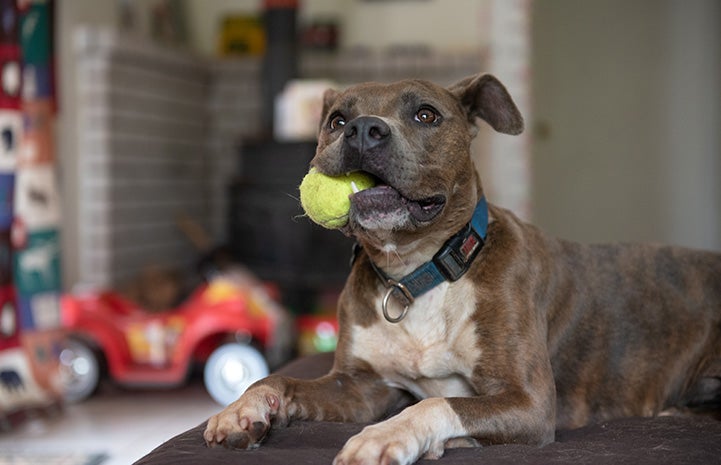 Pit bull type dog in a home chewing on a toy ball