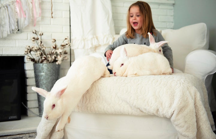 Bunny hopping off of a chair with a seated person