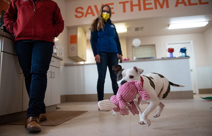 Bella the dog running inside Dogtown Headquarters