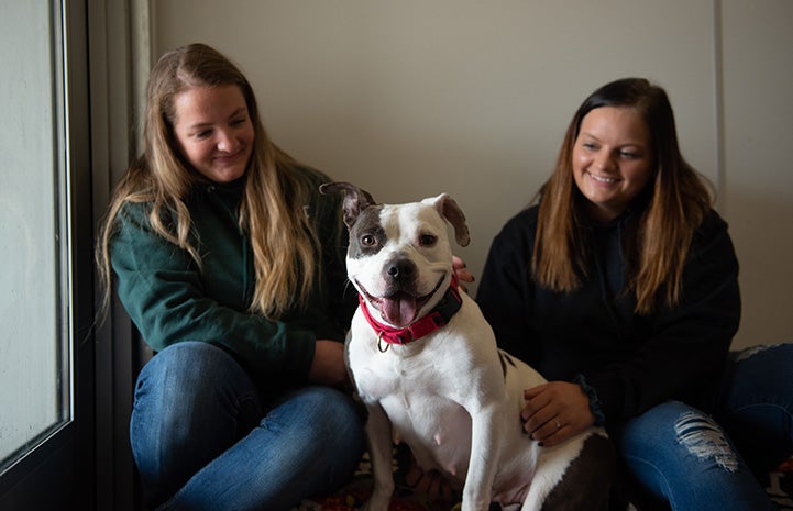 Settle - The Grinning Dog