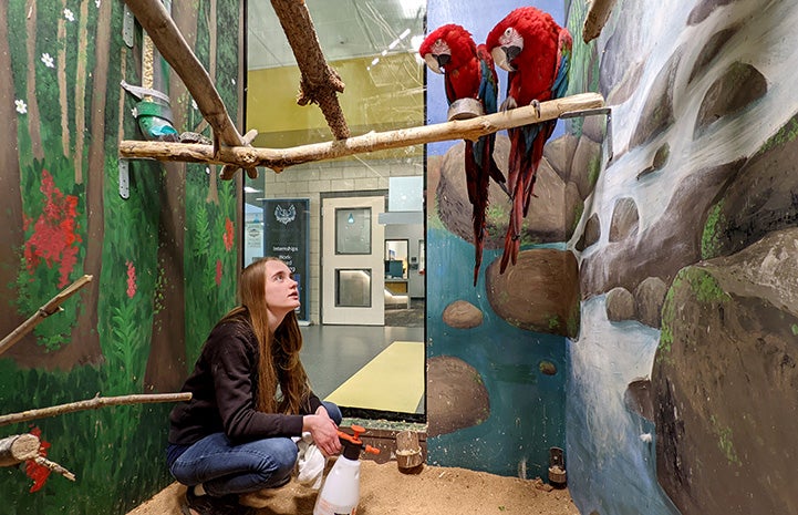 Student sitting on the floor looking up at two green-winged macaws