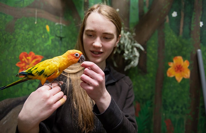 Student feeding a parrot who is on her hand