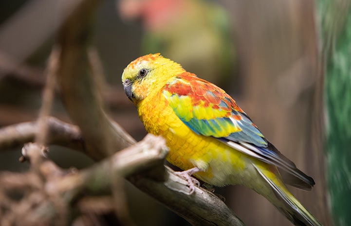 Small multi-colored, but mostly yellow, parrot