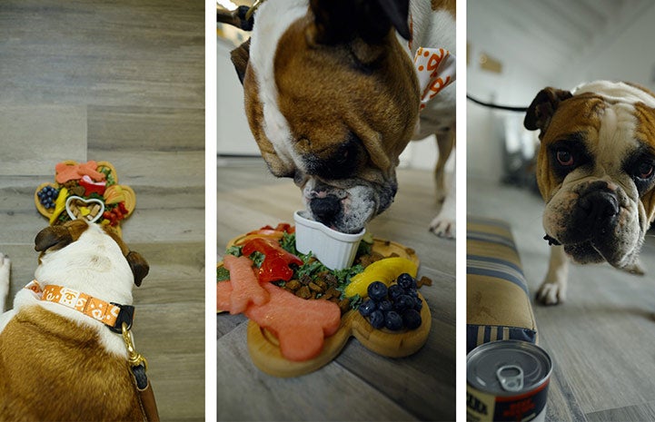 Collage of three photos of Guiness the dog eating the barkuterie board treats