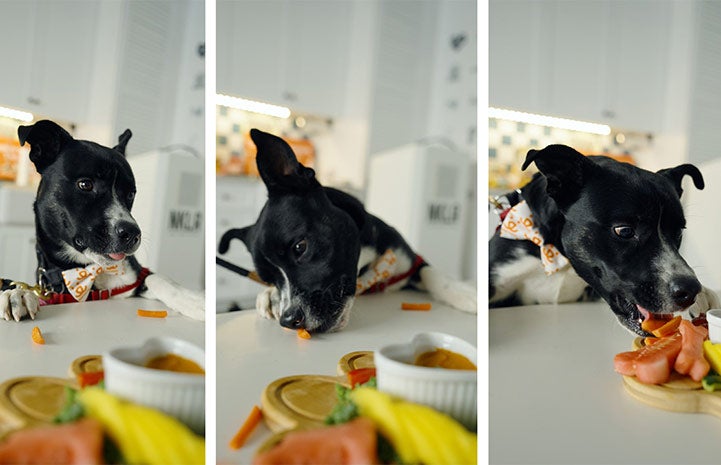 Collage of three photos of Rodeo the dog eating the barkuterie board treats