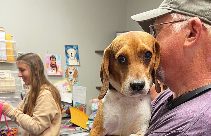 Man carrying a beagle with a woman in the background