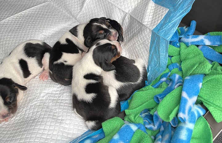 Molly the beagle's puppies