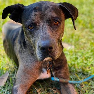 Adopt Bensen the dog available for adoption from Houston
