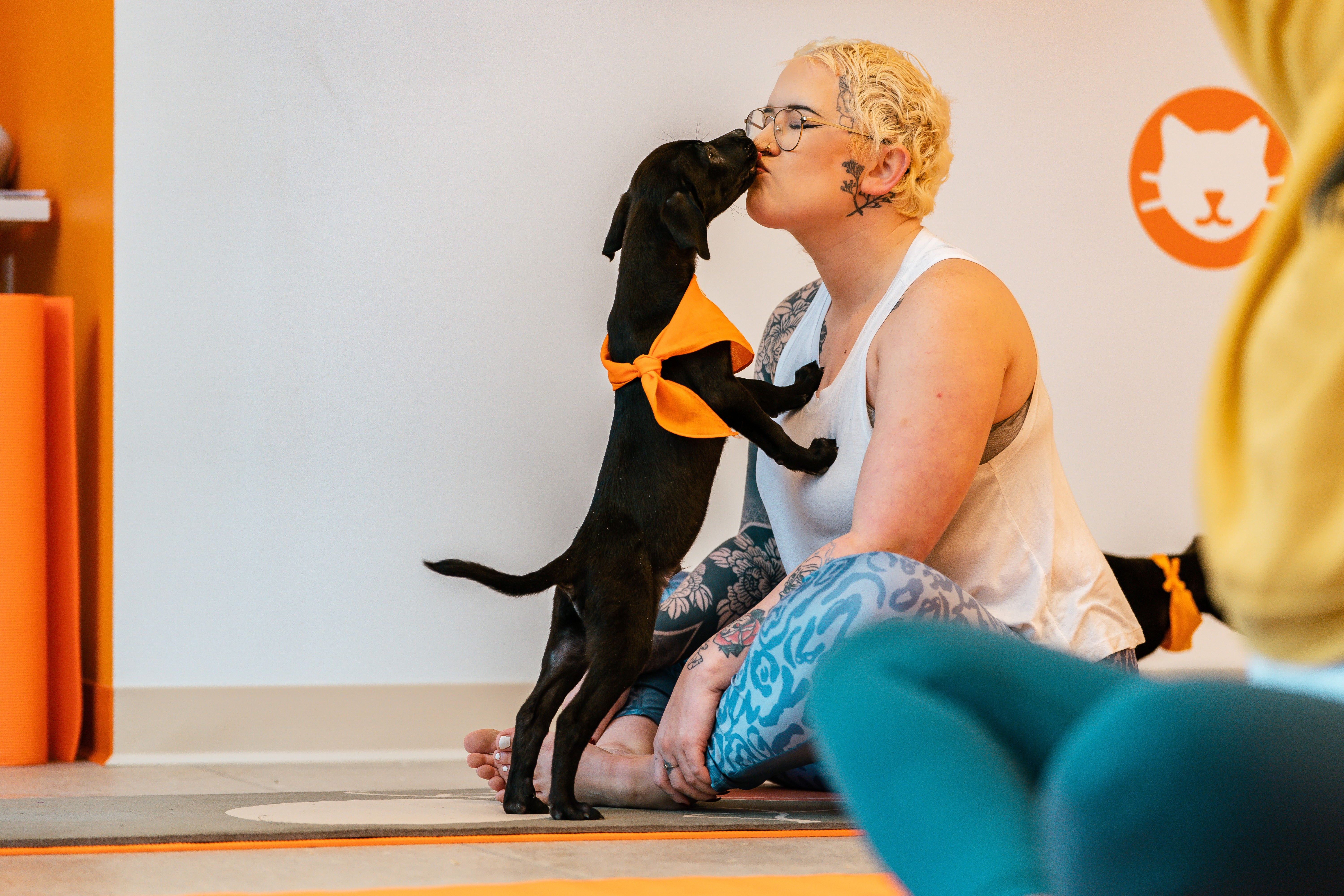 Black puppy wearing orange bandanna giving a person a kiss