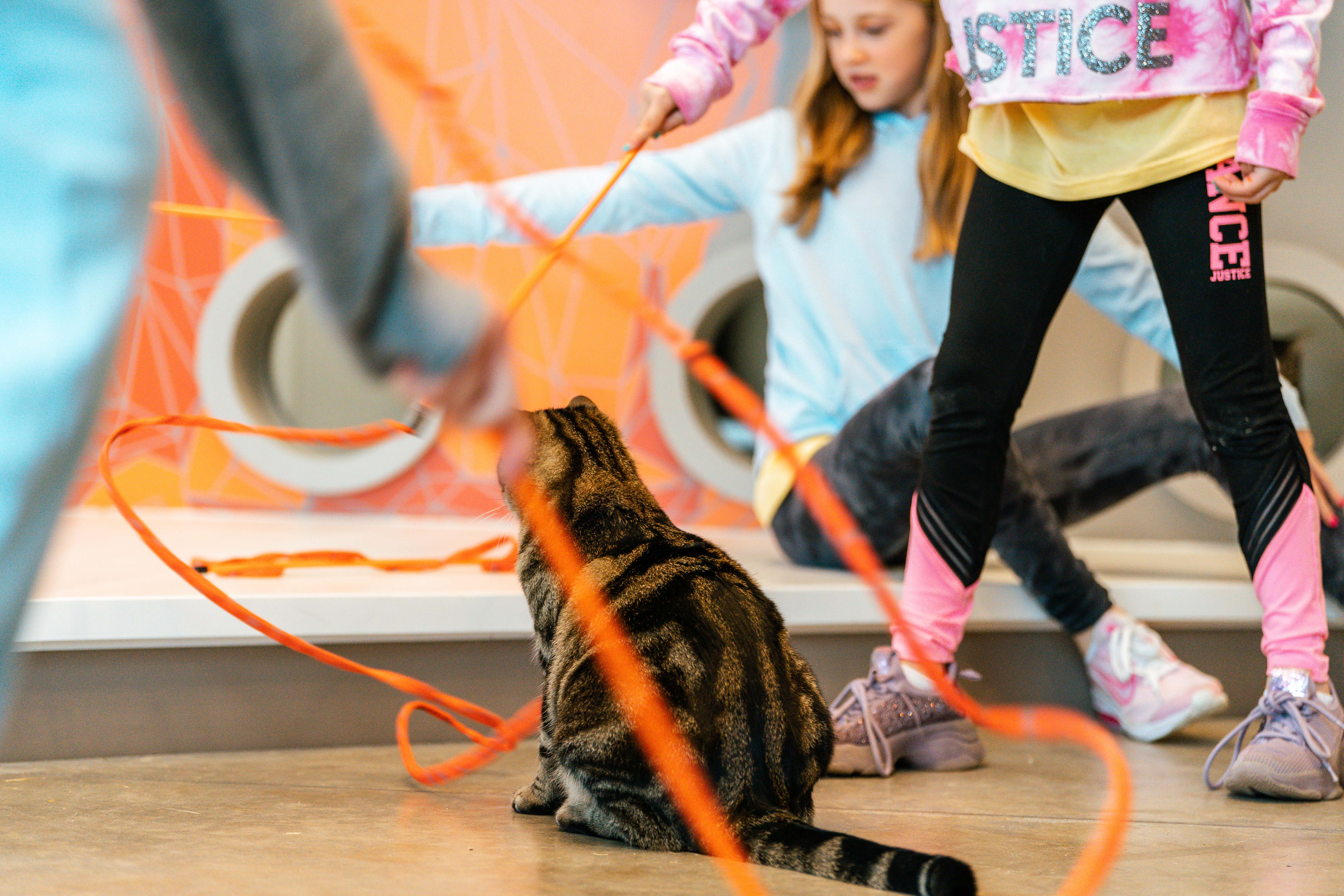 People playing with orange wand toys with a tabby cat