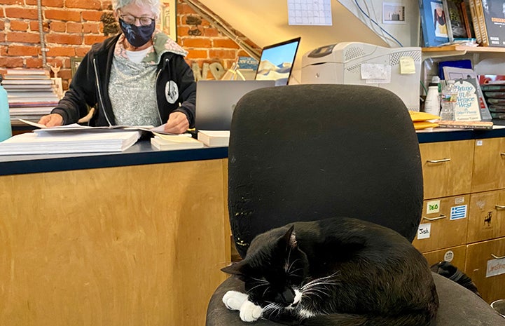 Malcolm the cat asleep on a chair in front of a desk where Mary Goodfader is sitting