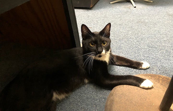 Malcolm the new bookstore black and white cat lying on the floor